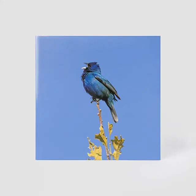 LP/미개봉/한정반] 윤지영 EP앨범 - BLUE BIRD