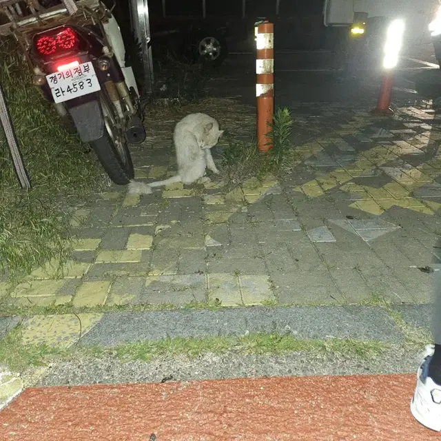 고양이 주인 찾아요