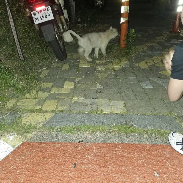 고양이 주인 찾아요