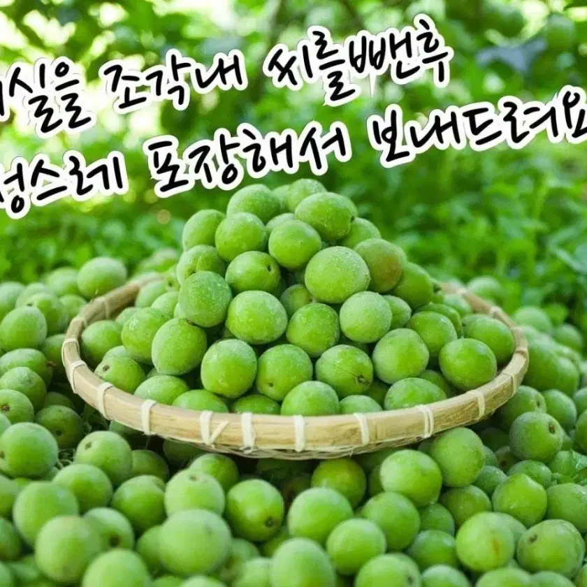 씨뺀매실