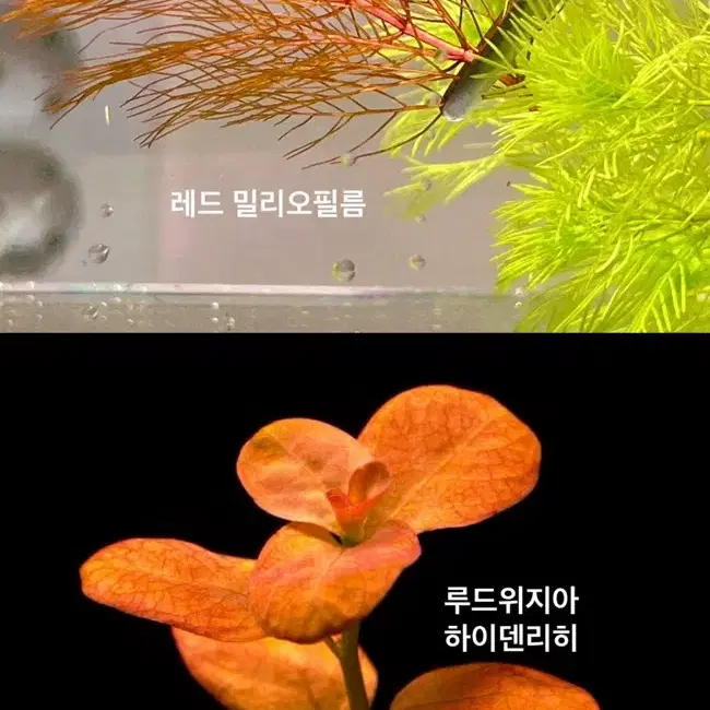 예쁜 수초, 어항 초보수초 구피수초 알록달록 화려한 붉은수초 판매해요