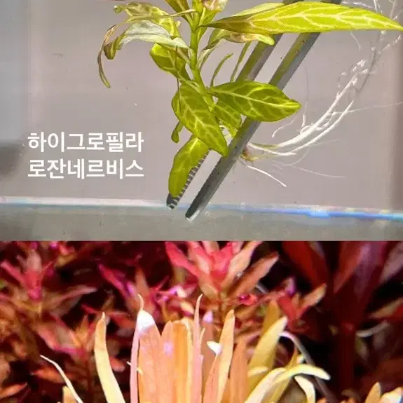 예쁜 수초, 어항 초보수초 구피수초 알록달록 화려한 붉은수초 판매해요