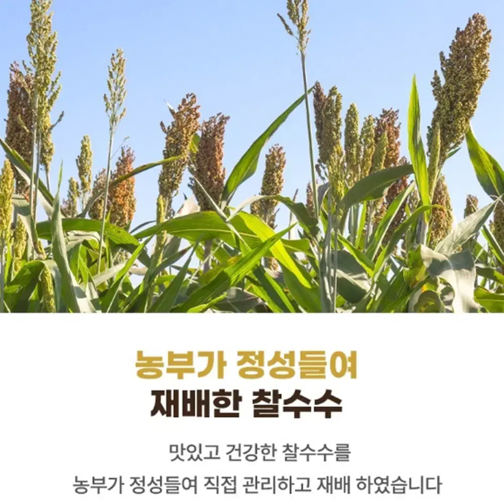 [무배/1kg] 100% 산지직송 찰수수 / 잡곡밥용 붉은수수