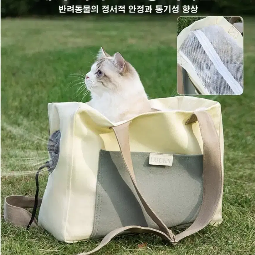 반려동물