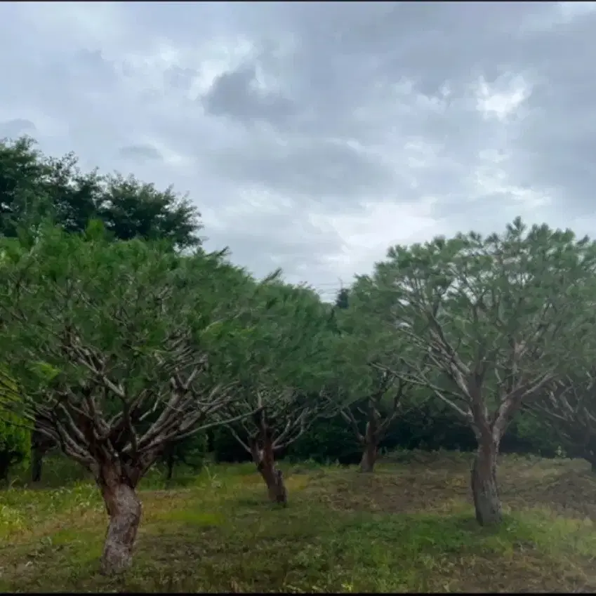 #반송 , 주목 특가 대량 할인 판매 진행 합니다#조경수 최강#팝니다