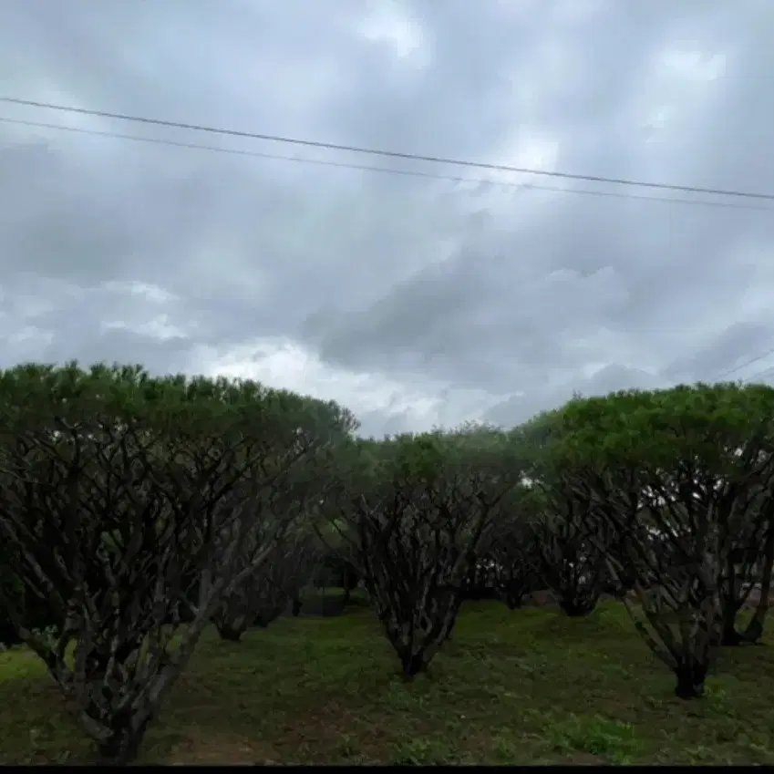 #반송 , 주목 특가 대량 할인 판매 진행 합니다#조경수 최강#팝니다