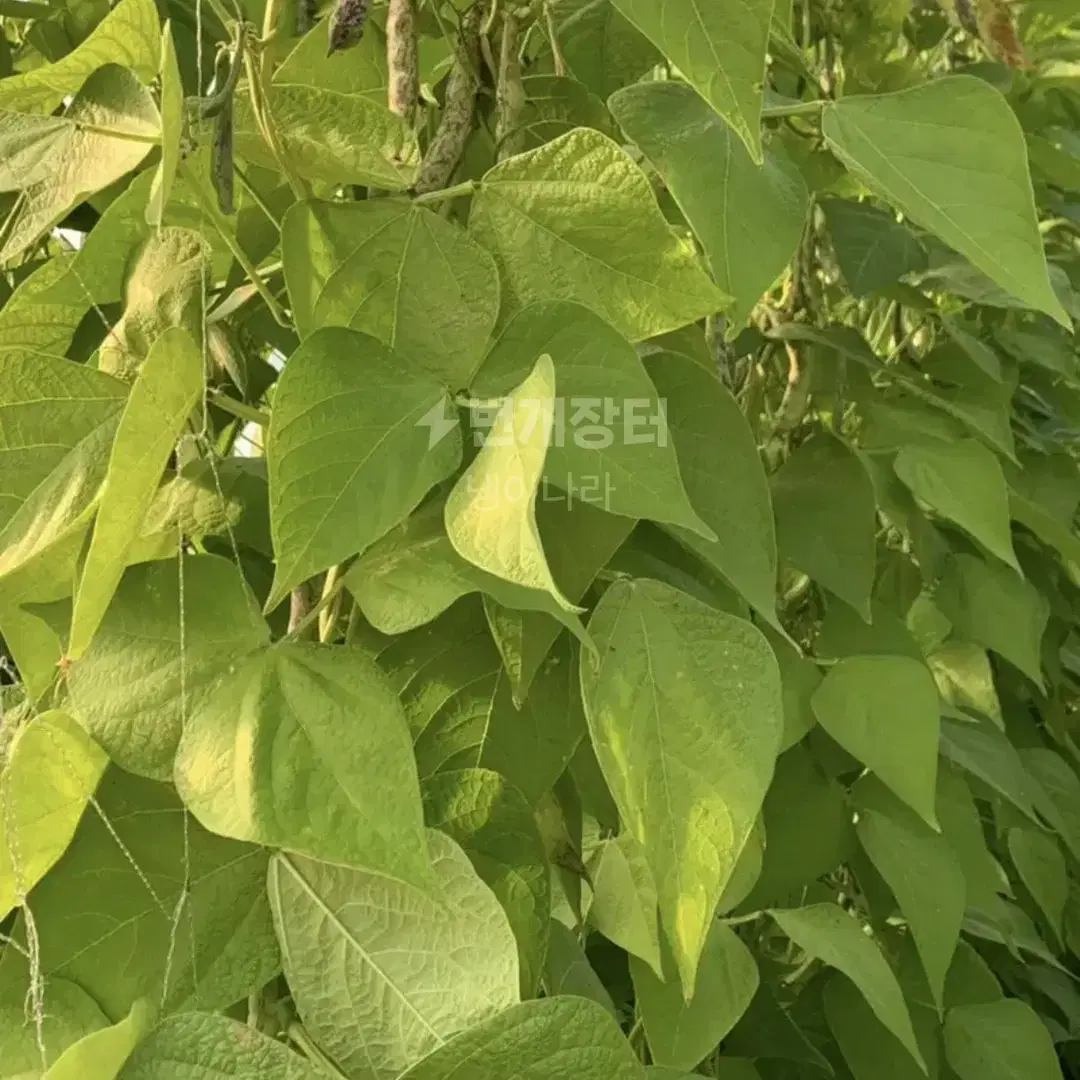 하우스호랑이강낭콩 판매합니다4키로