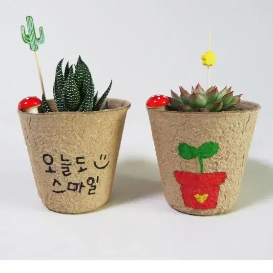 다육식물 종이 화분 그리기 DIY 키트