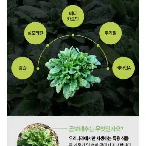 곰보배추시럽