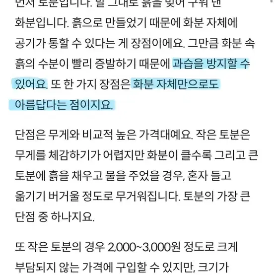 키우기 쉬운 스위트 바질(독일토분 증정)