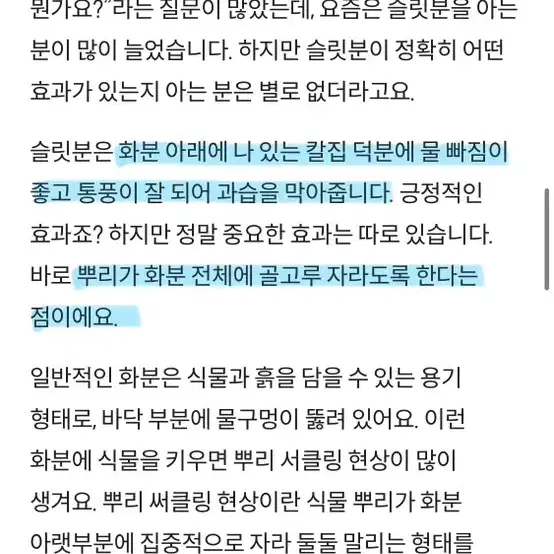 바로 수확이 가능한 스위트 바질(일본정품슬릿화분 증정)