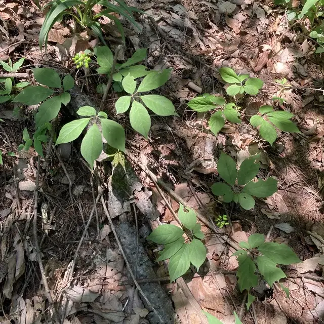 자연산 산삼