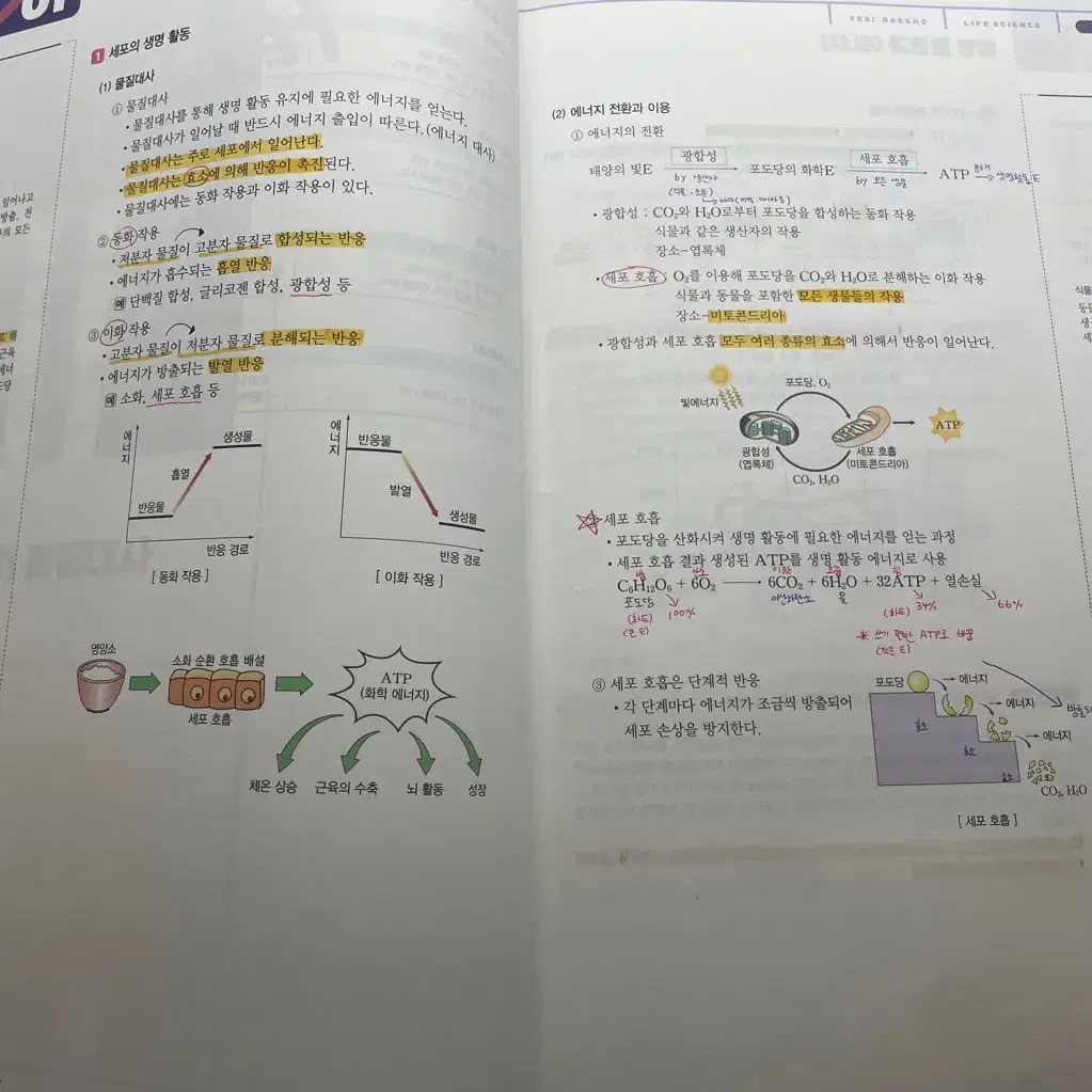 2025 생명 백호 개념완성,서브노트,문제편,정답및해설