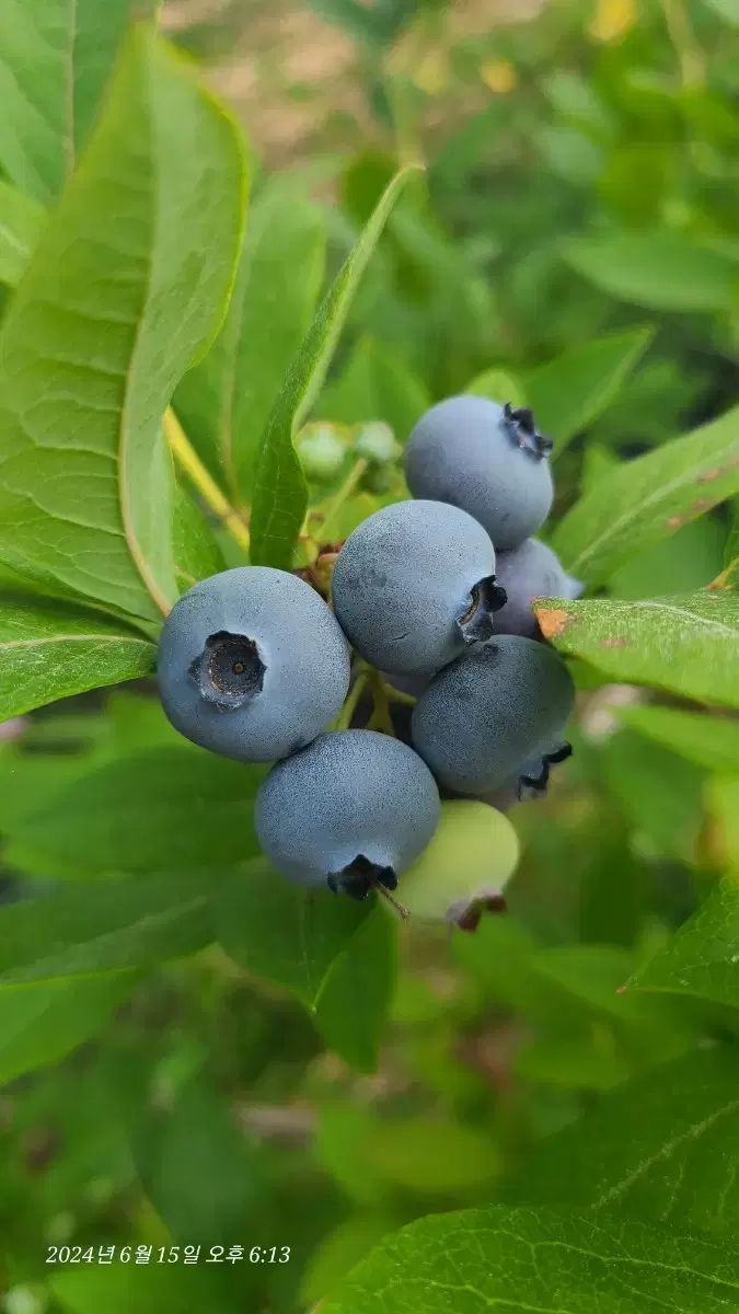 생블루베리 1Kg 3만원