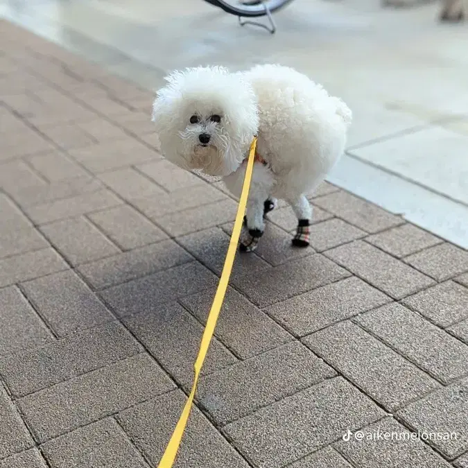 카광 에반게리온 증사 구합니다