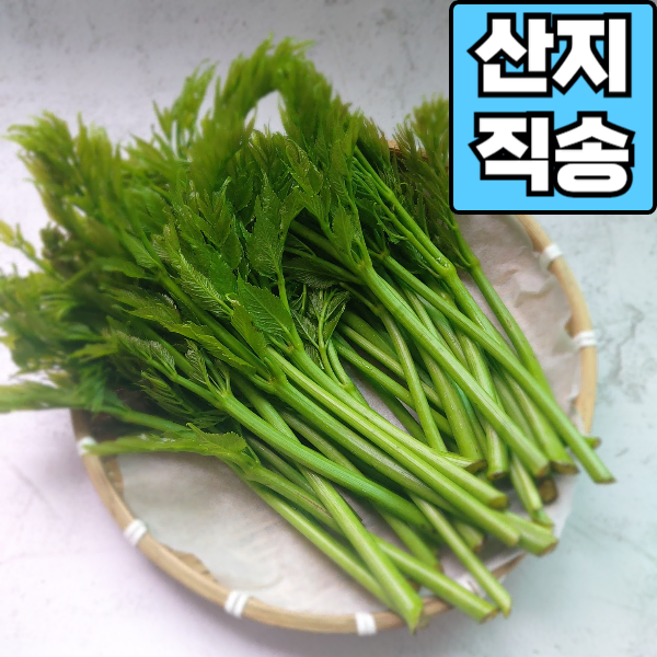 [여름에도 두릅을??] 신선한 여름 두릅 드릅 두릎 500g