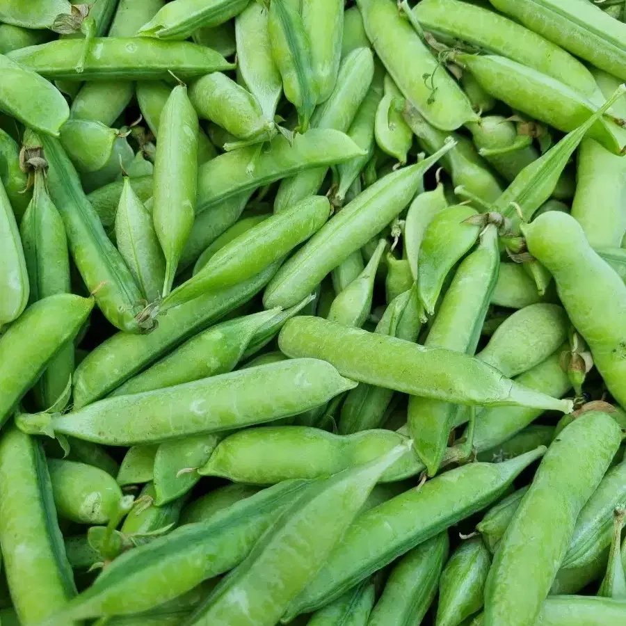 검은씨있는 완전 맛있는 햇완두콩 깐거 4킬로