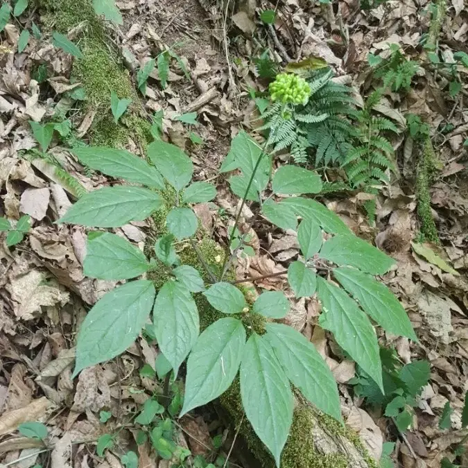 <자연산> 산삼 팝니다 (직접채취)