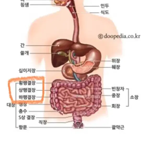 하일리스 콜론 클렌즈 티 다이어트티 대장 청소 다이어트   하일리스 콜론