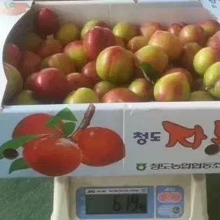 청도자두5kg판매합니다