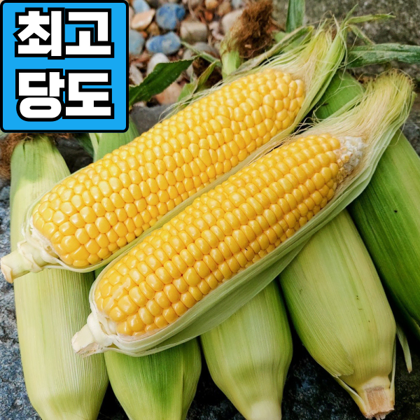 [최고당도] 제주 초당옥수수 특품 (15cm 이상) 10개