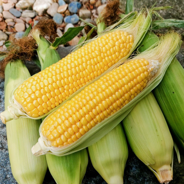 [최고당도] 제주 초당옥수수 특품 (15cm 이상) 10개