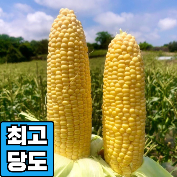 [최고당도] 제주 초당옥수수 특품 (15cm 이상) 20개