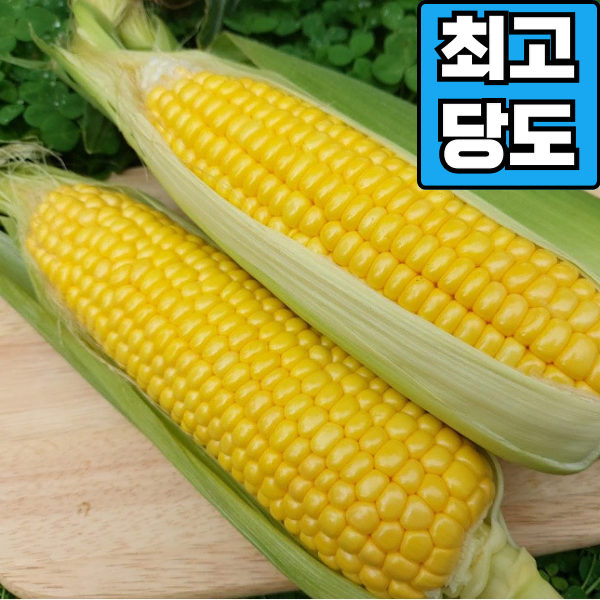 [최고당도] 제주 초당옥수수 특품 (15cm 이상) 30개