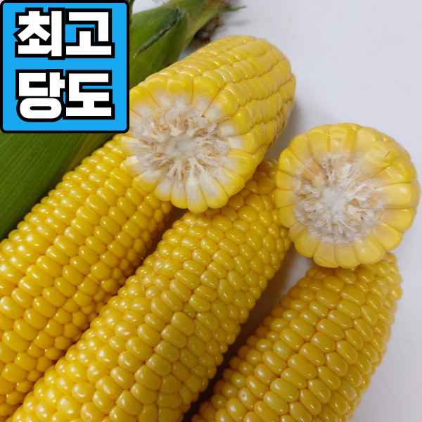 [최고당도] 제주 초당옥수수 중품 (10~14cm 이내) 10개