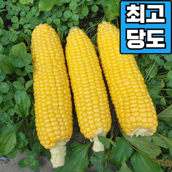 [최고당도] 제주 초당옥수수 중품 (10~14cm 이내) 20개