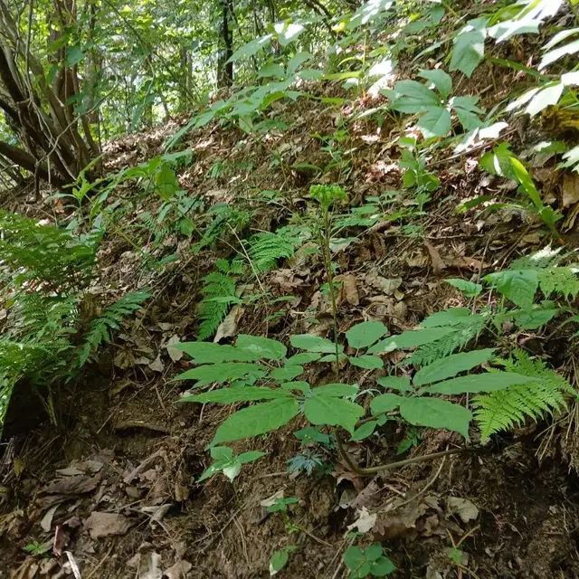 자연산 산삼