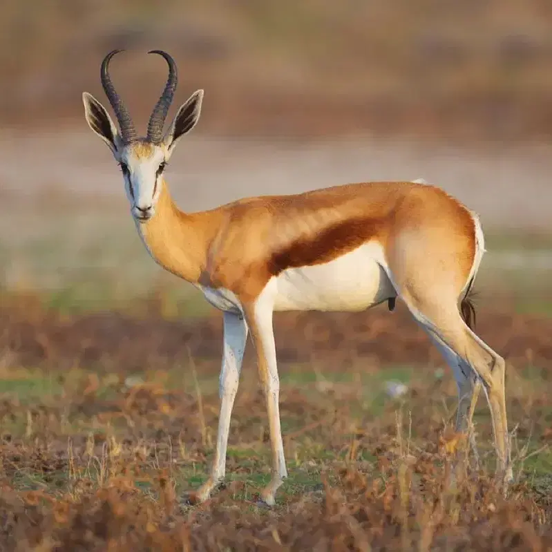 스프링복(Antidorcas marsupialis)의 통가죽(모피) 박제