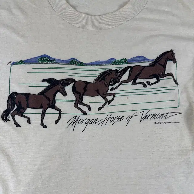 90's Morgan horse of vermont