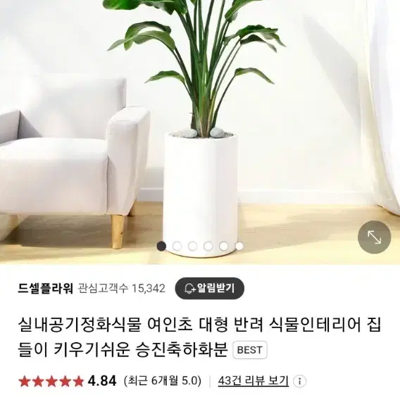 여인초.극락조 화분,식물, 공기정화,사무실 실내