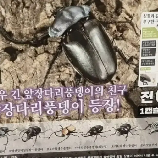 반다이 생물대도감 4탄 딱정벌레 미개봉 새상품 개별판매 피규어 곤충 토이