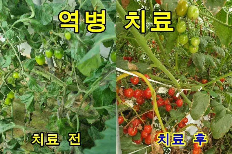 풍년약속대한 천연미네랄비료