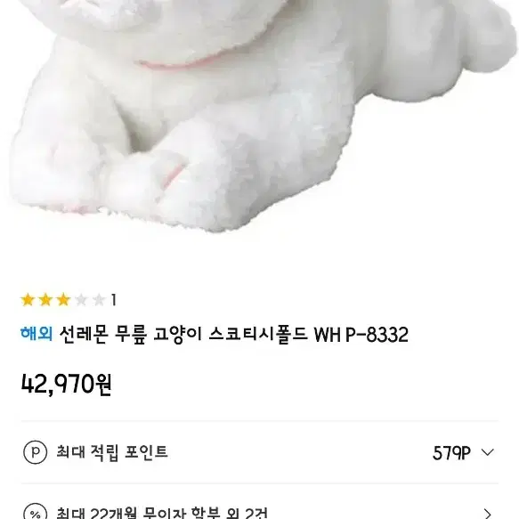 선레몬 무릎 고양이 스코티시폴드 WH P-8332