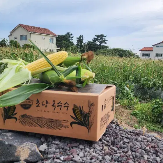 제주 초당옥수수 10개입