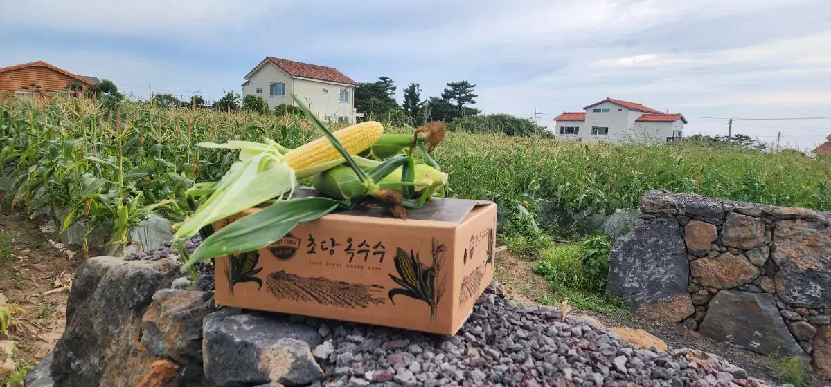 제주 초당옥수수 10개입