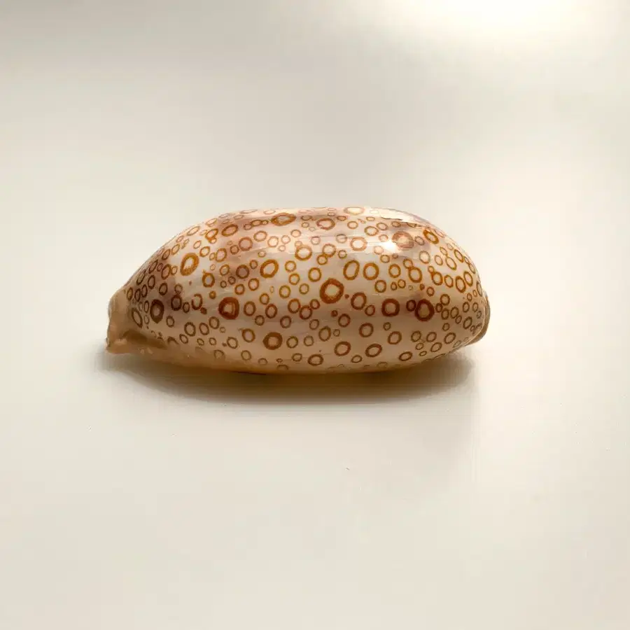 눈동자무늬 개오지(Cypraea argus) 조개껍데기 박제 표본