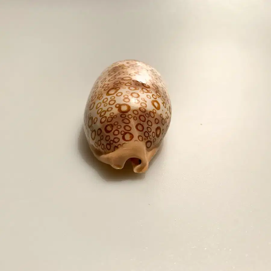 눈동자무늬 개오지(Cypraea argus) 조개껍데기 박제 표본