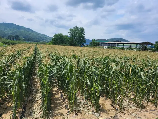 쫀득한 충주 미백 찰옥수수