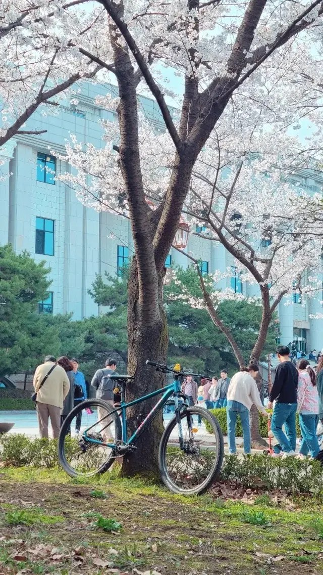 어반이나 더트점프자전거 대차봅니다