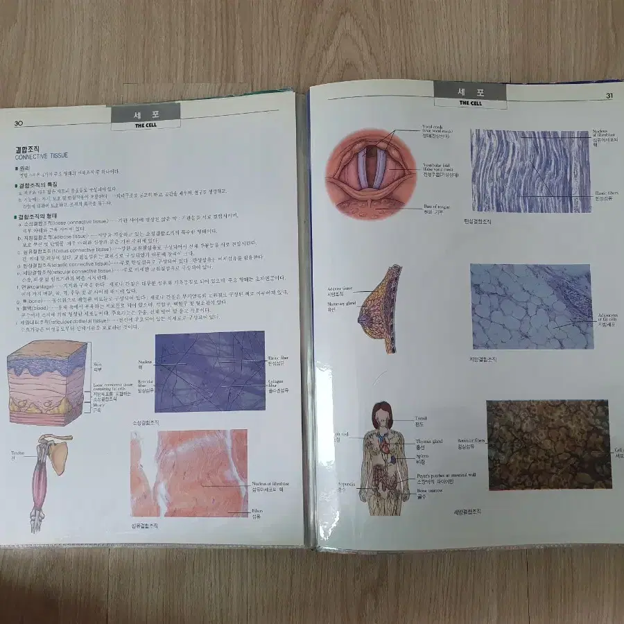 DK인체생리해부도, biology 교육용 공부용 의학용 도서 책