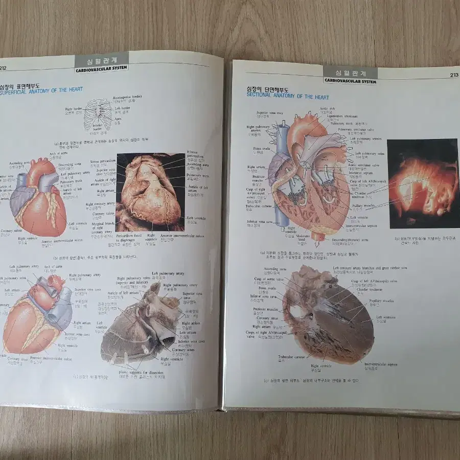 DK인체생리해부도, biology 교육용 공부용 의학용 도서 책