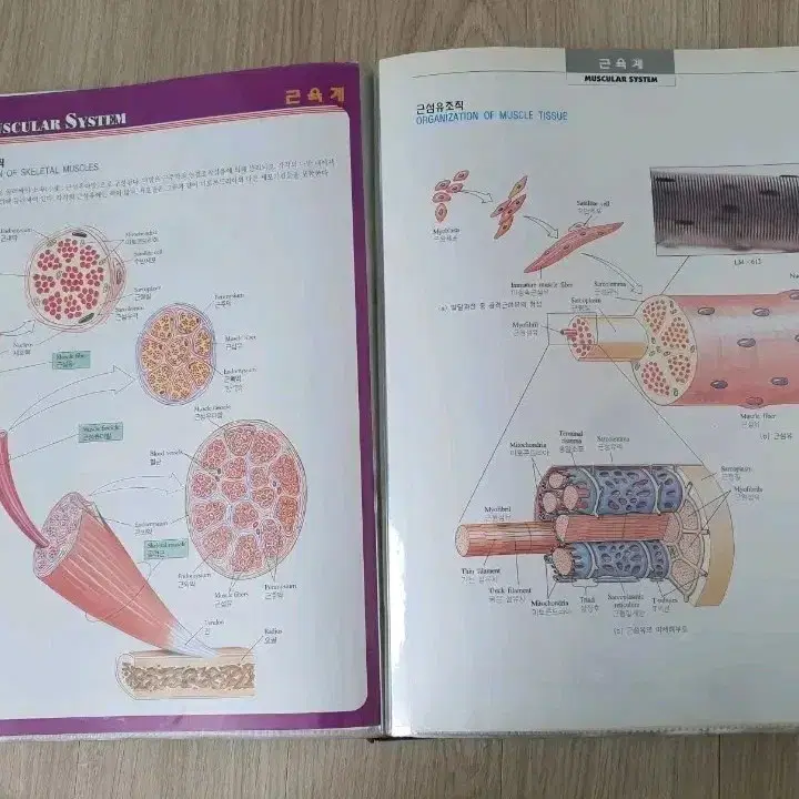 DK인체생리해부도, biology 교육용 공부용 의학용 도서 책