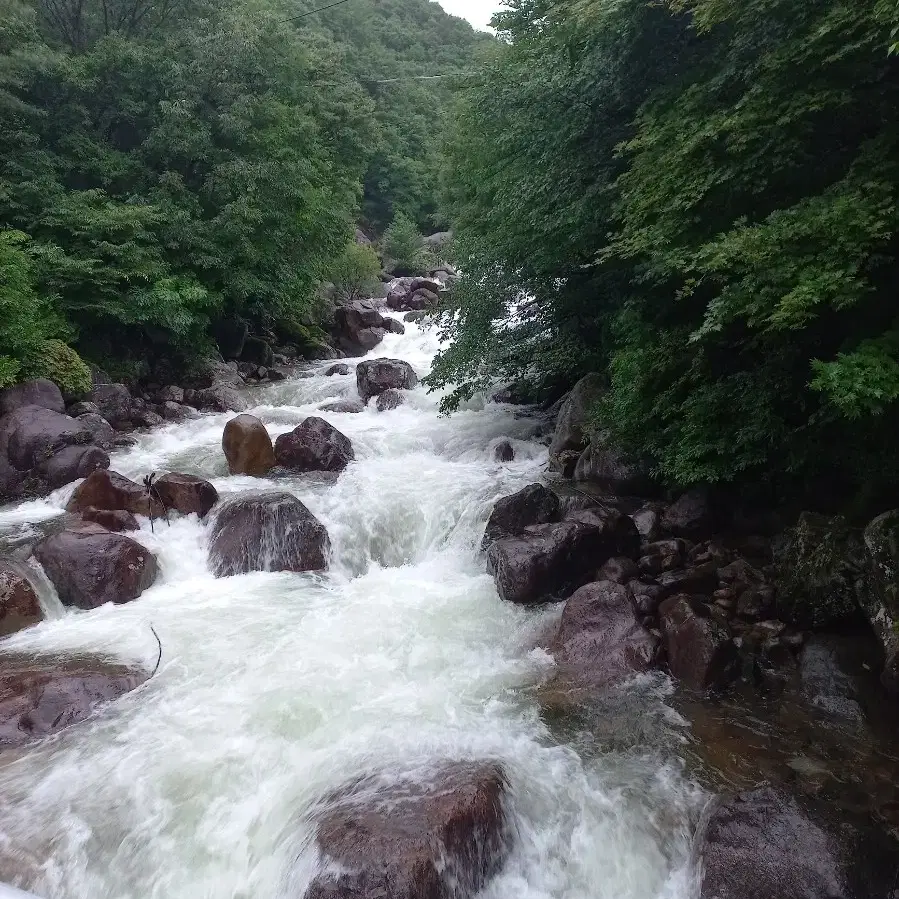 야생 죽순그리고 지리산한달살기