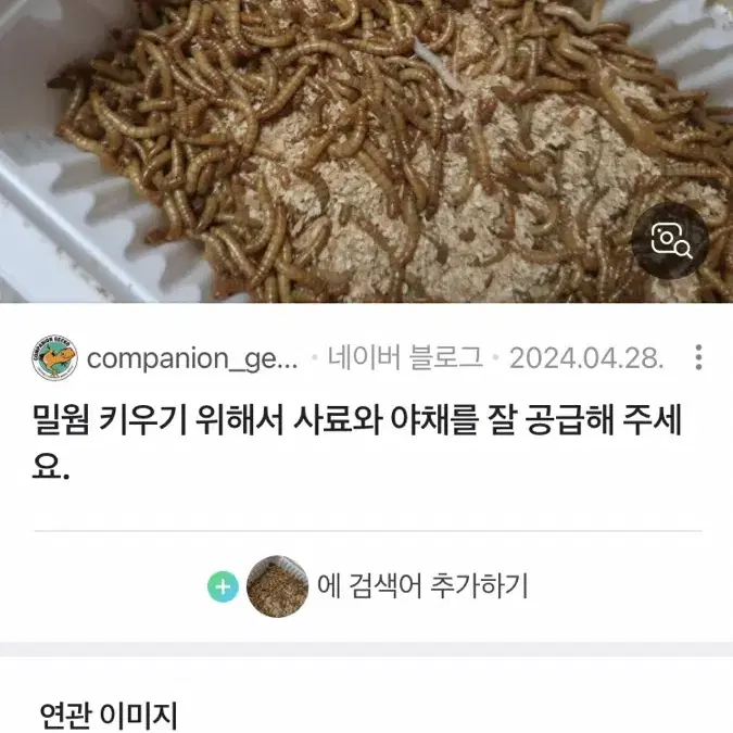 밀웜 구해요ㅠㅠ