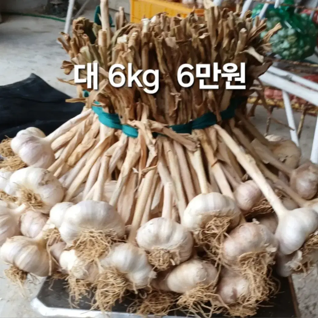 햇마늘(육쪽마늘)