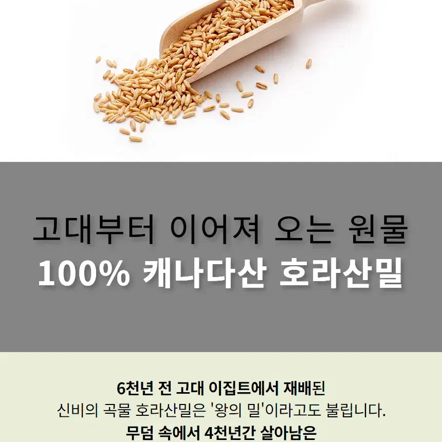 프리미엄 호라산밀 곡물효소정 2통 4개월분 볶은카무트분말 캐나다산